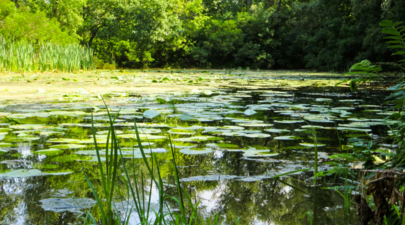 Marathon de la Biodiversité : les candidatures sont désormais ouvertes aux particuliers et professionnels